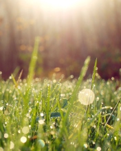 Das Grass And Morning Dew Wallpaper 176x220