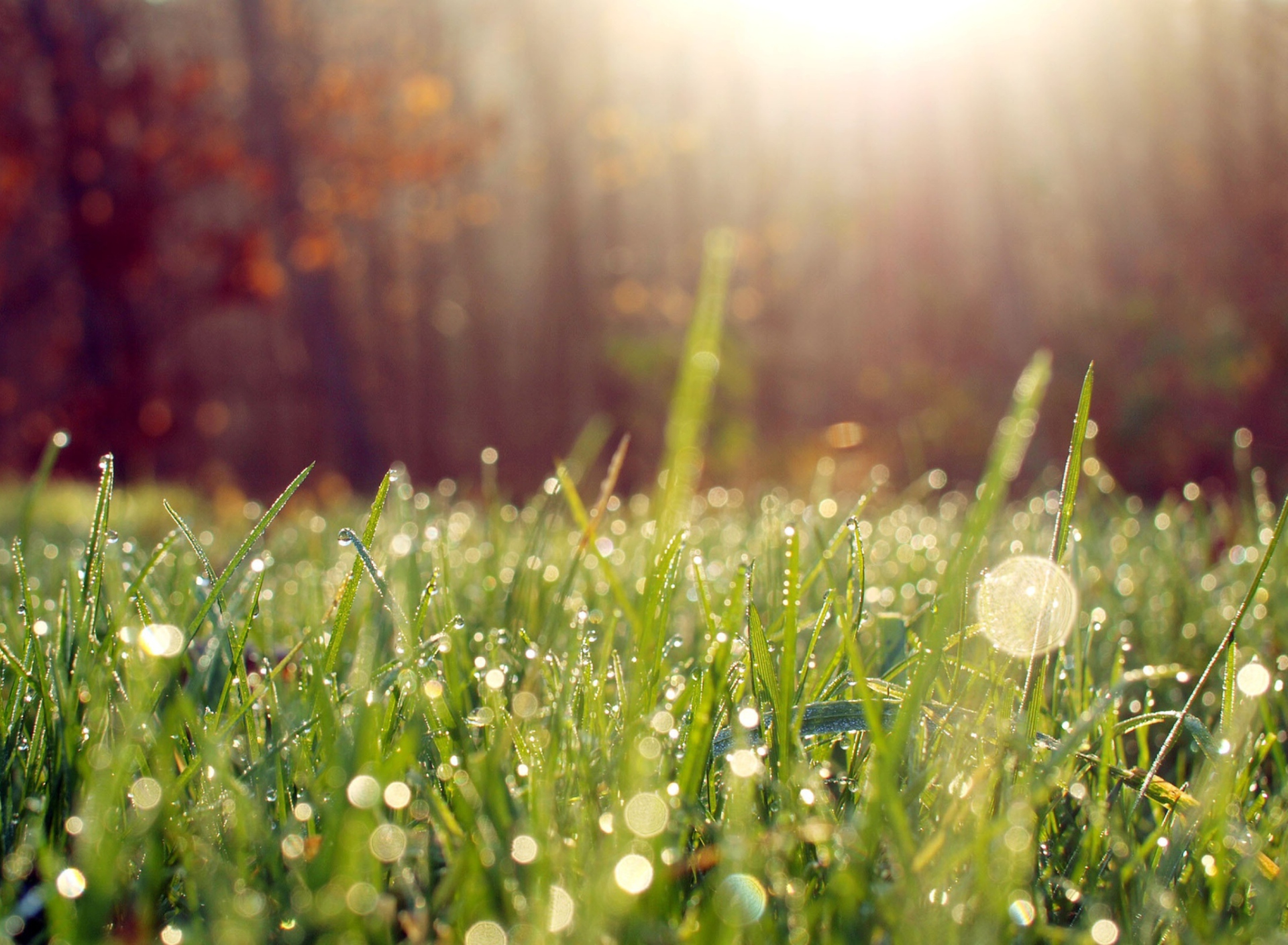 Sfondi Grass And Morning Dew 1920x1408
