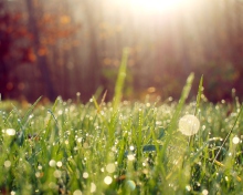 Sfondi Grass And Morning Dew 220x176