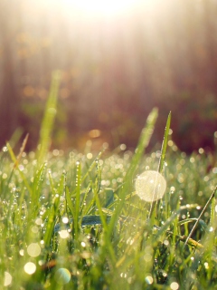 Das Grass And Morning Dew Wallpaper 240x320