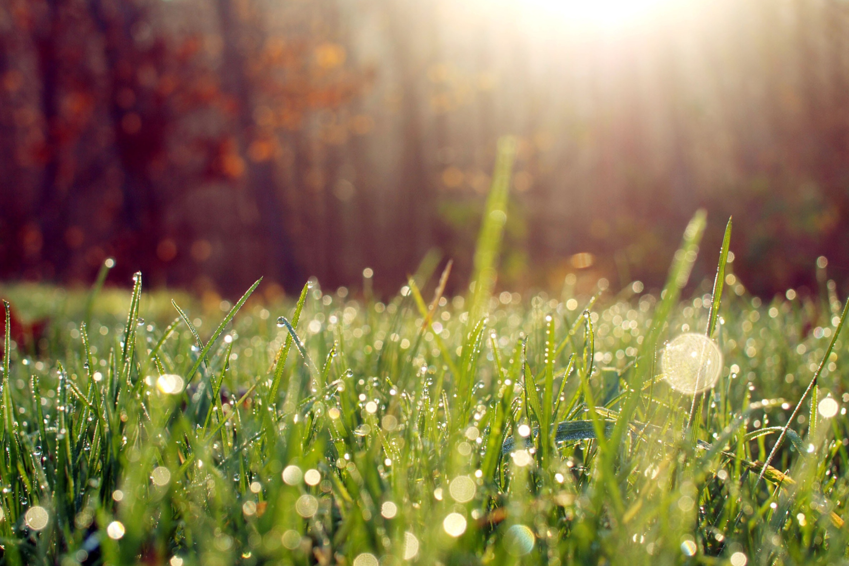 Fondo de pantalla Grass And Morning Dew 2880x1920