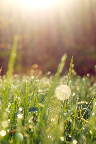 Grass And Morning Dew wallpaper 320x480