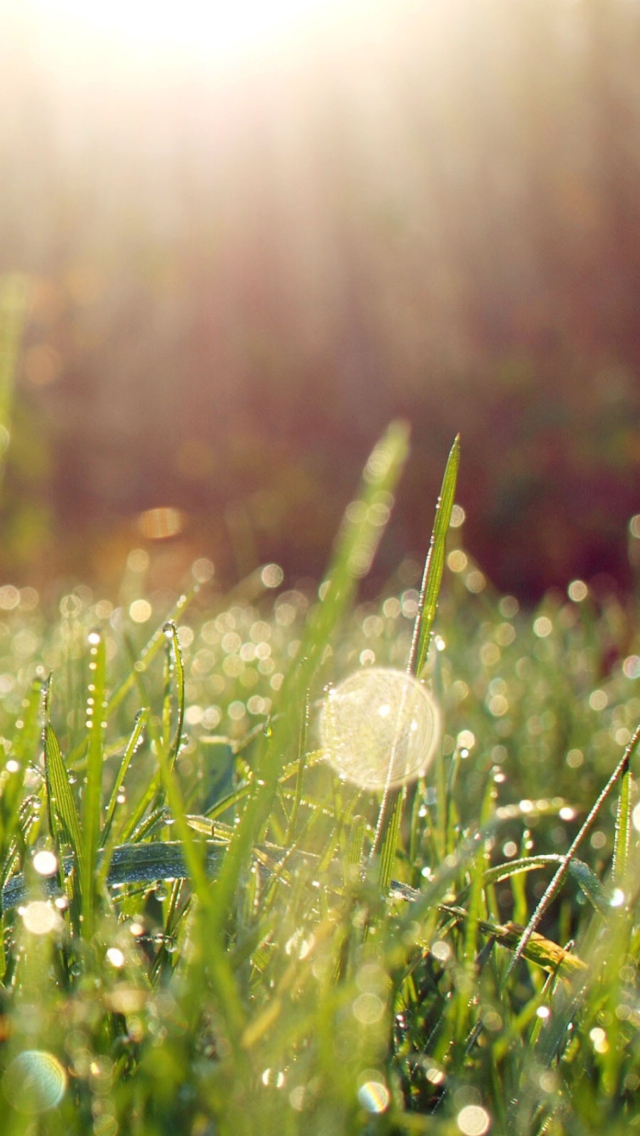 Grass And Morning Dew wallpaper 640x1136
