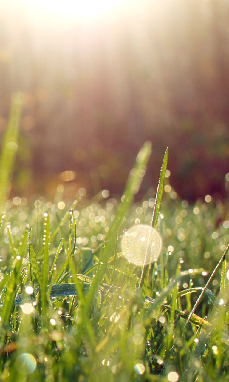Grass And Morning Dew wallpaper 768x1280
