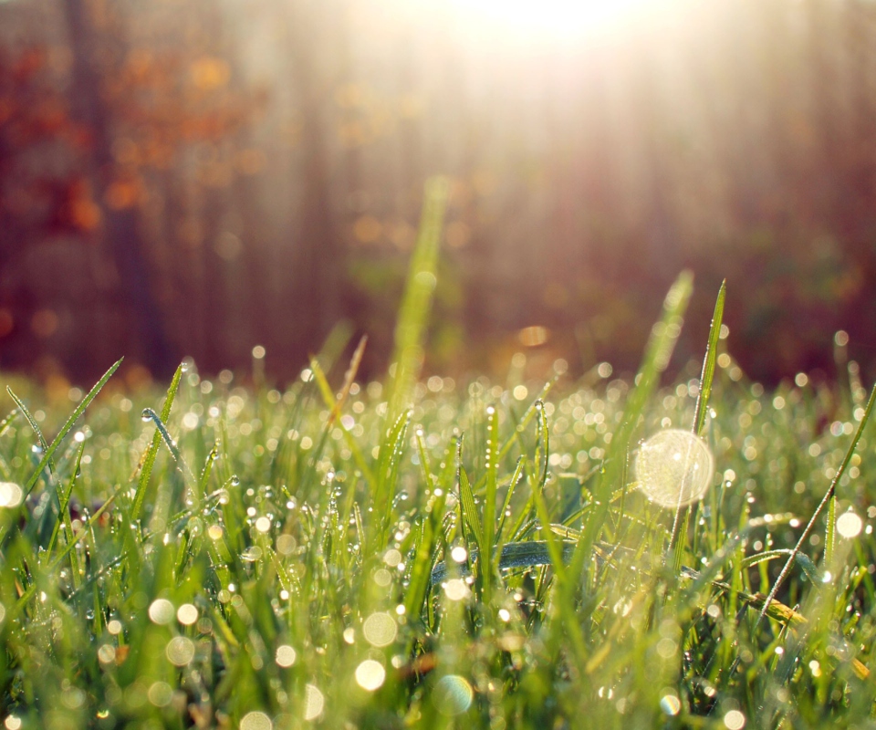 Sfondi Grass And Morning Dew 960x800