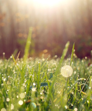 Grass And Morning Dew - Fondos de pantalla gratis para HTC Touch Diamond CDMA