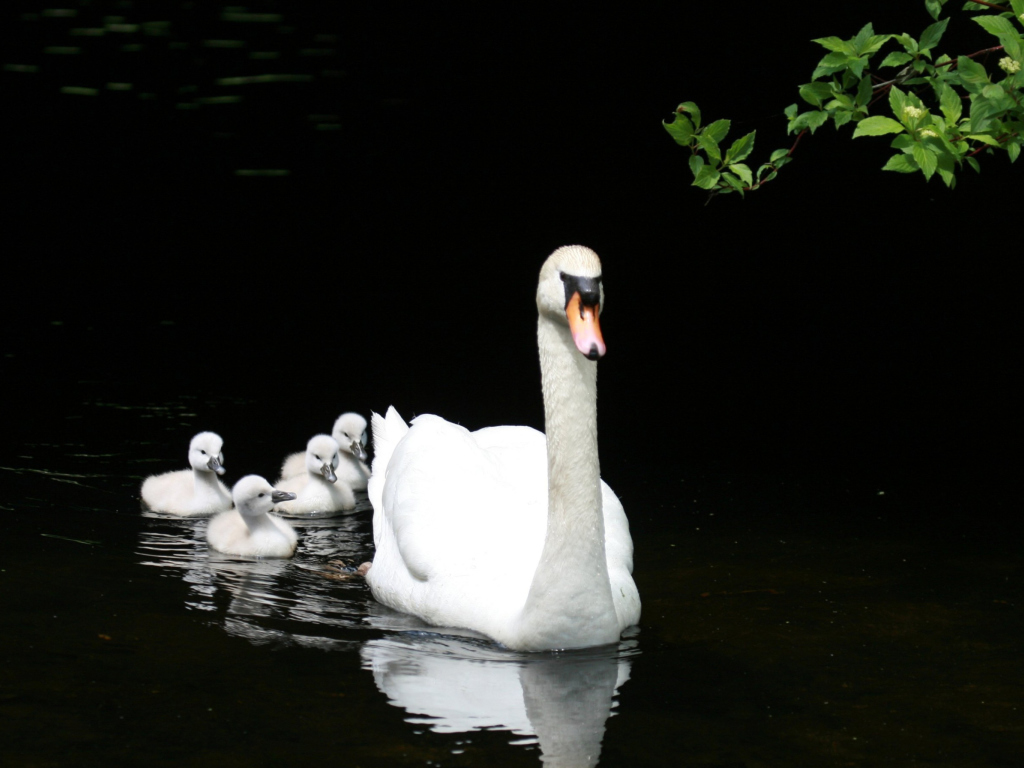 Обои Swan Family 1024x768