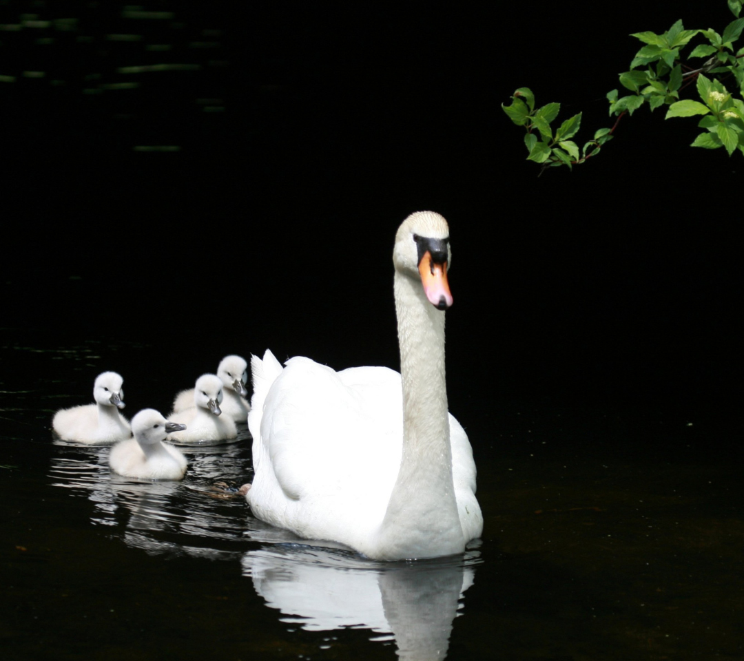 Fondo de pantalla Swan Family 1080x960