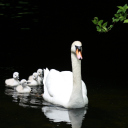 Обои Swan Family 128x128