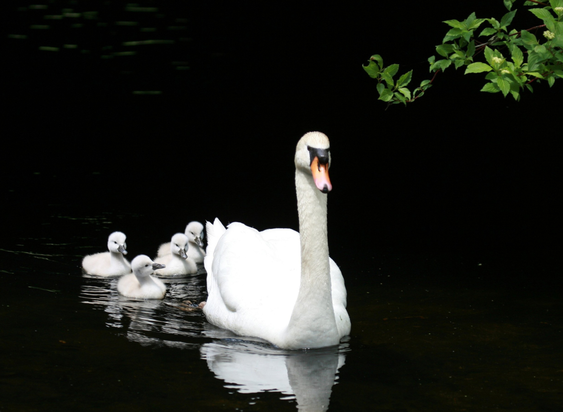 Sfondi Swan Family 1920x1408