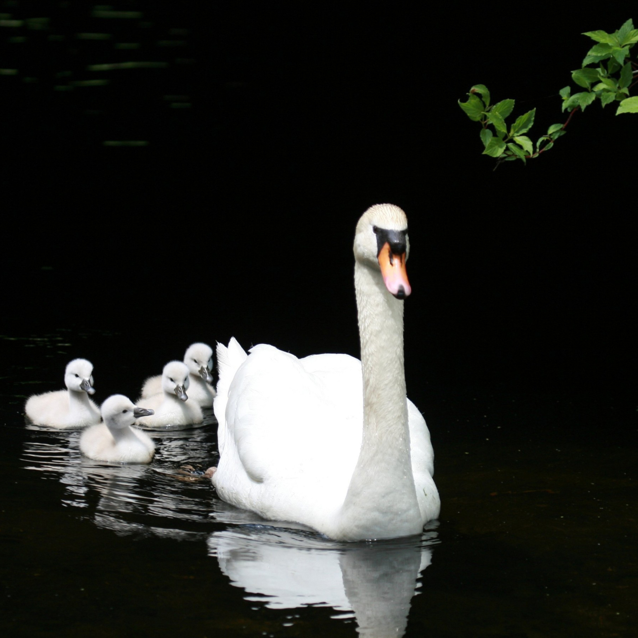 Sfondi Swan Family 2048x2048