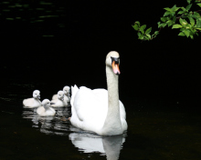Sfondi Swan Family 220x176