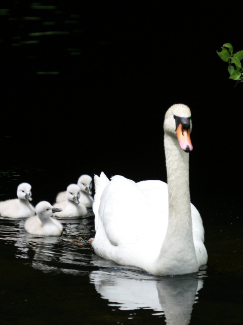 Fondo de pantalla Swan Family 480x640