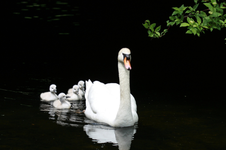 Fondo de pantalla Swan Family