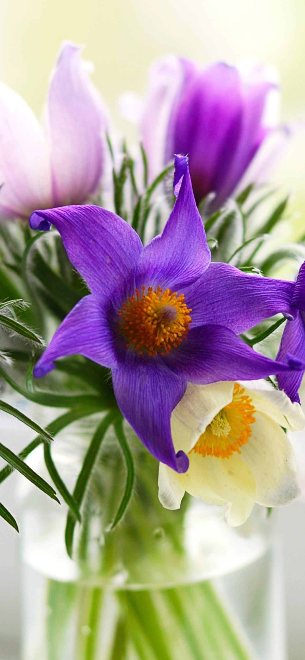 Обои Purple Pulsatilla Flowers 1170x2532
