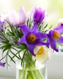 Purple Pulsatilla Flowers screenshot #1 128x160