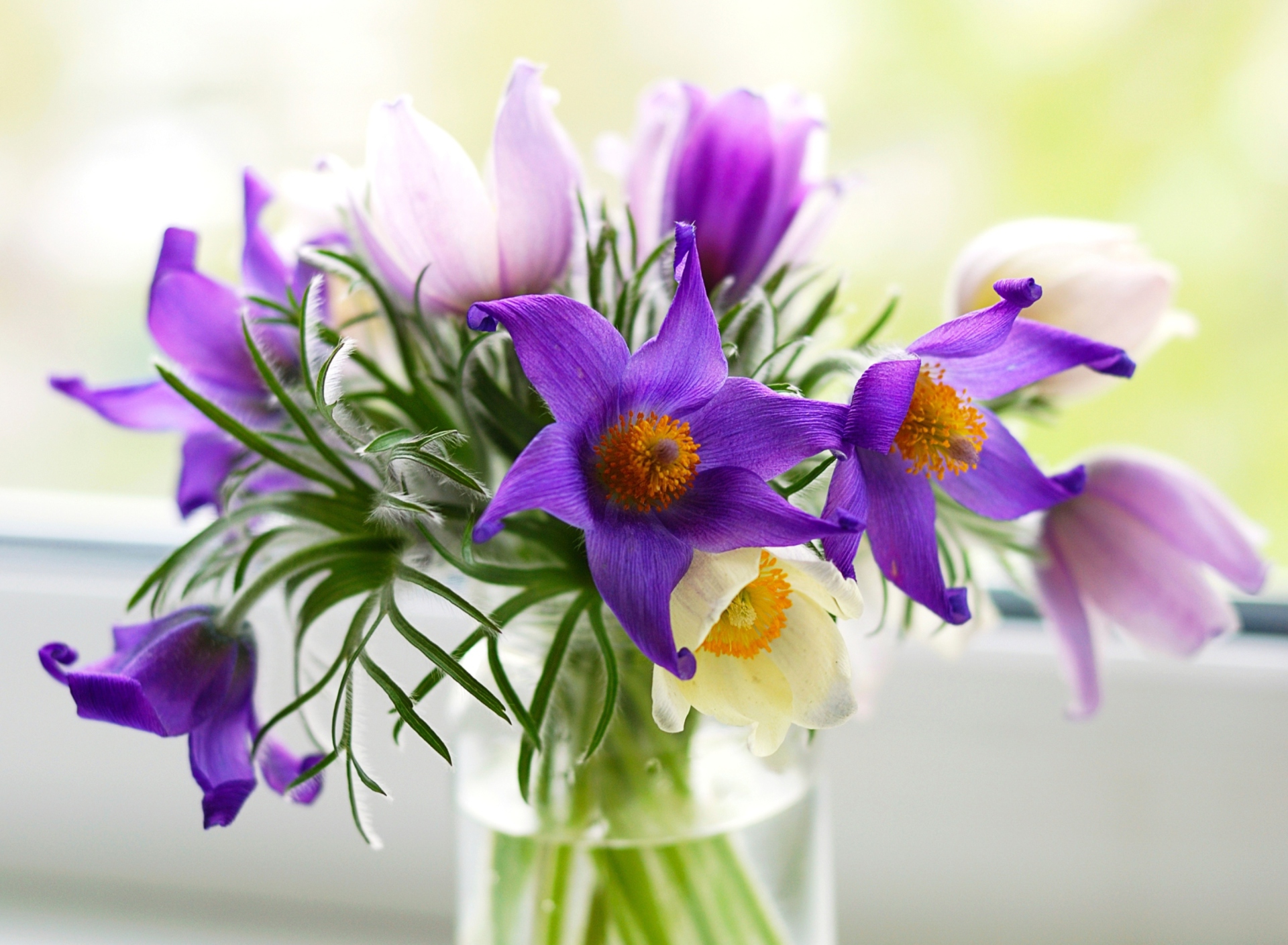 Обои Purple Pulsatilla Flowers 1920x1408