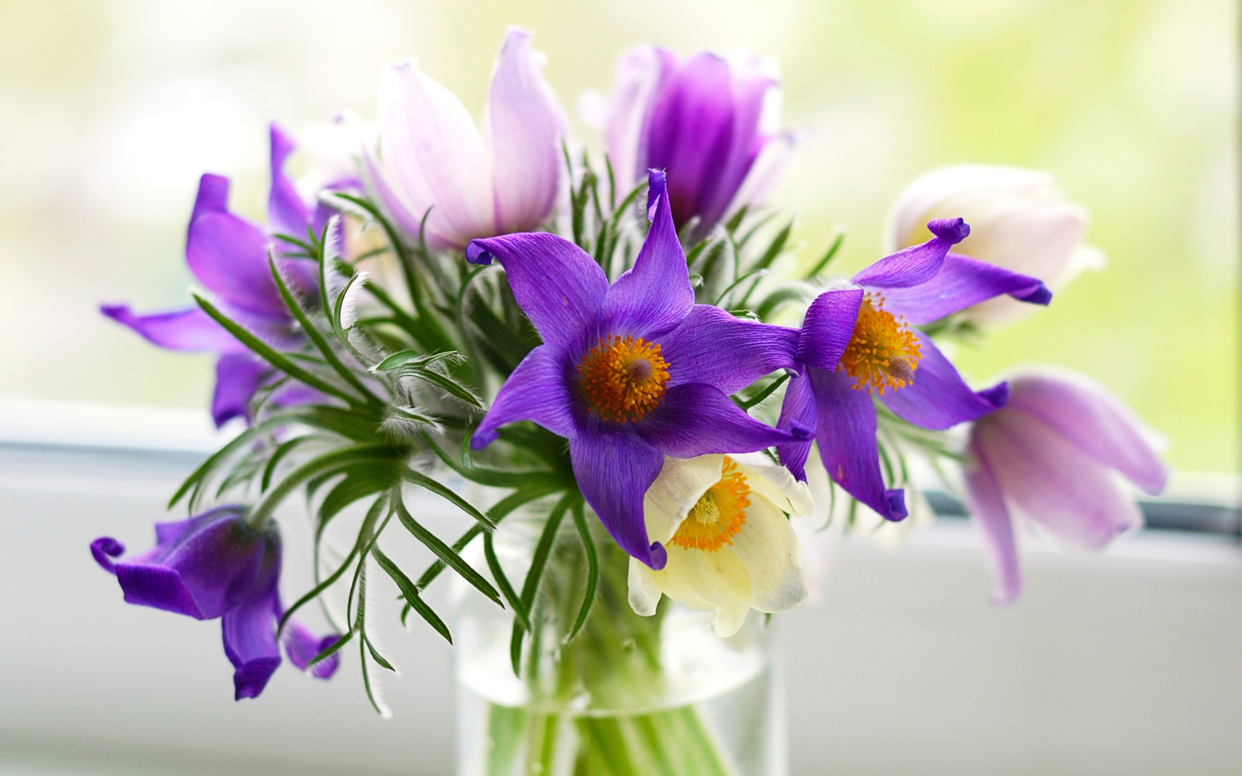 Purple Pulsatilla Flowers screenshot #1 2560x1600