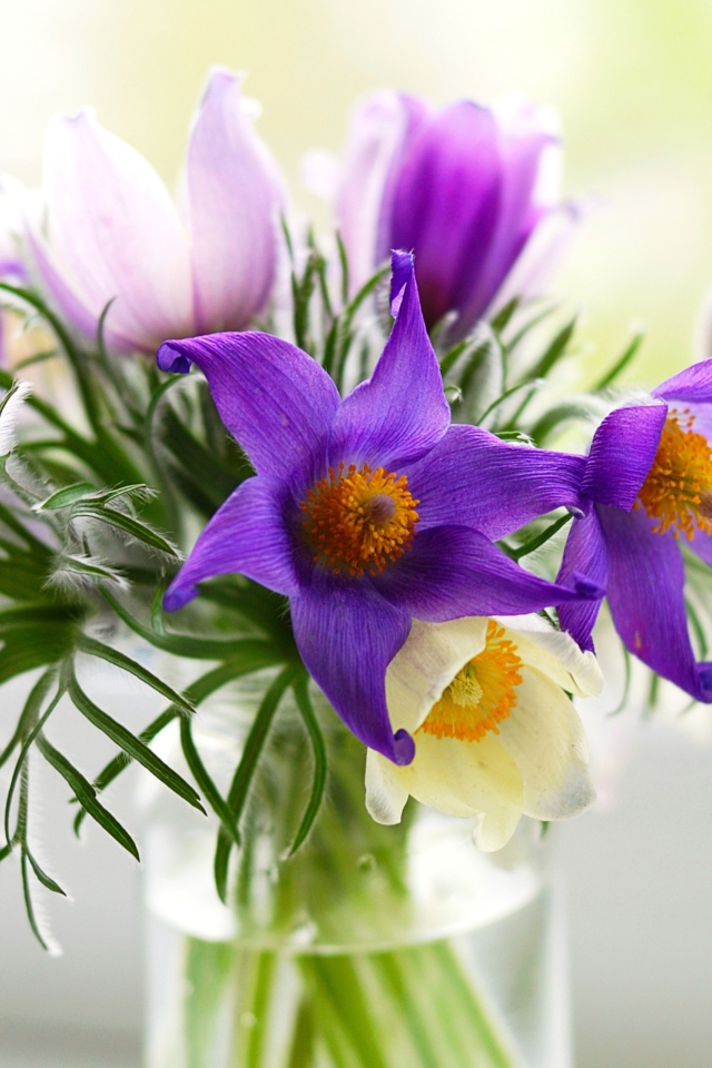 Обои Purple Pulsatilla Flowers 640x960