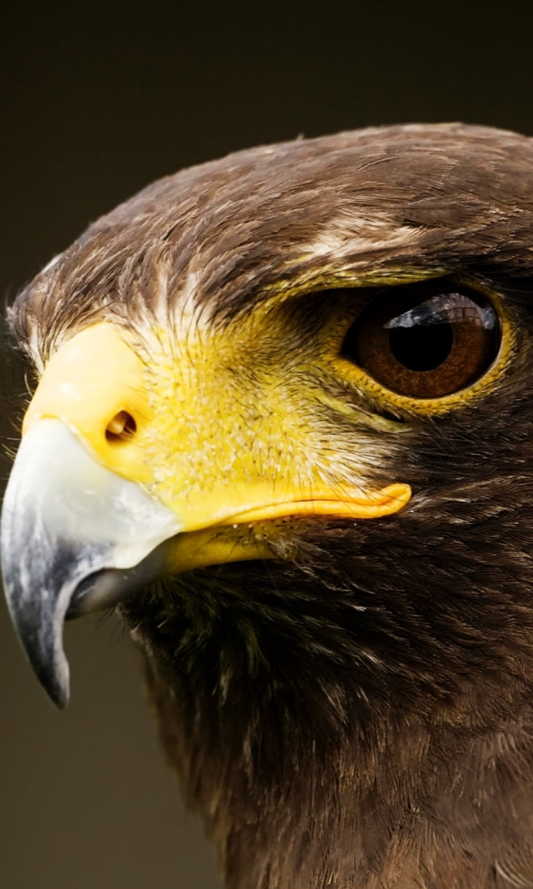 Eagle wallpaper 768x1280