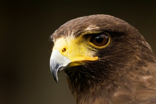 Free Eagle Picture for Android, iPhone and iPad