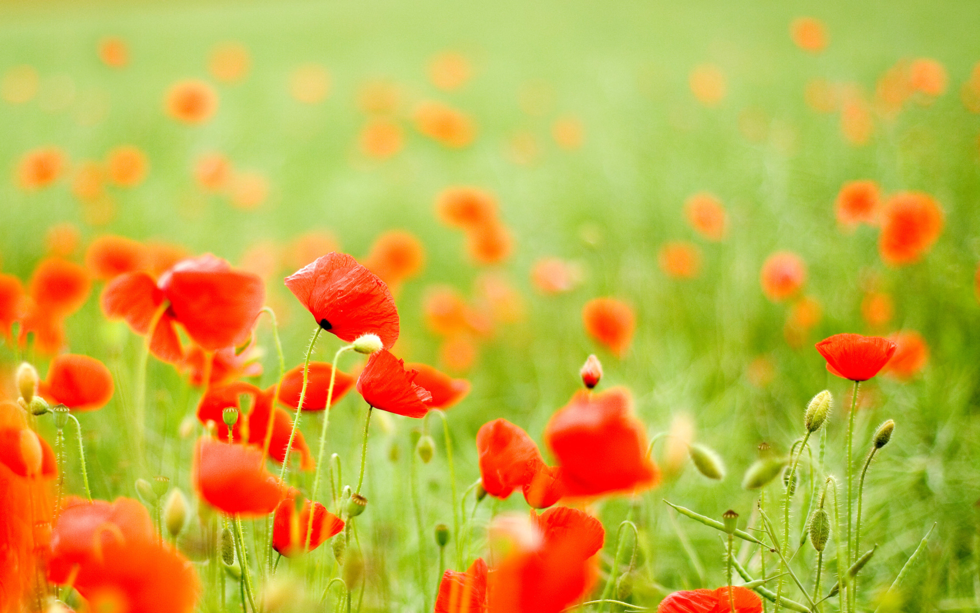 Screenshot №1 pro téma Poppy Field 1920x1200