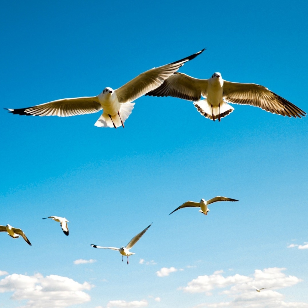 Das Pigeons Flying In Blue Sky Wallpaper 1024x1024