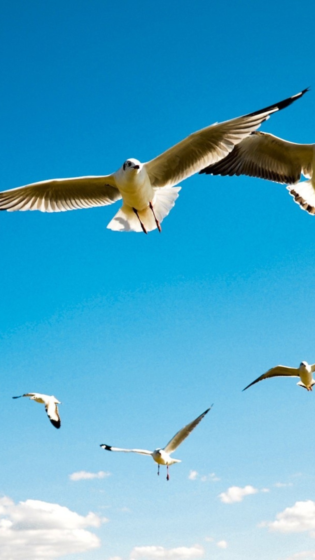 Sfondi Pigeons Flying In Blue Sky 1080x1920