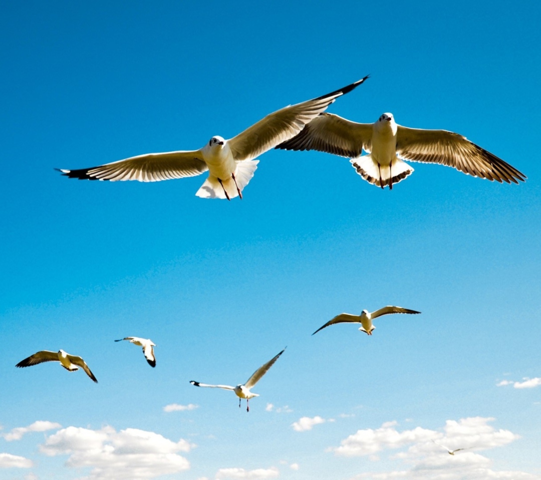 Sfondi Pigeons Flying In Blue Sky 1080x960