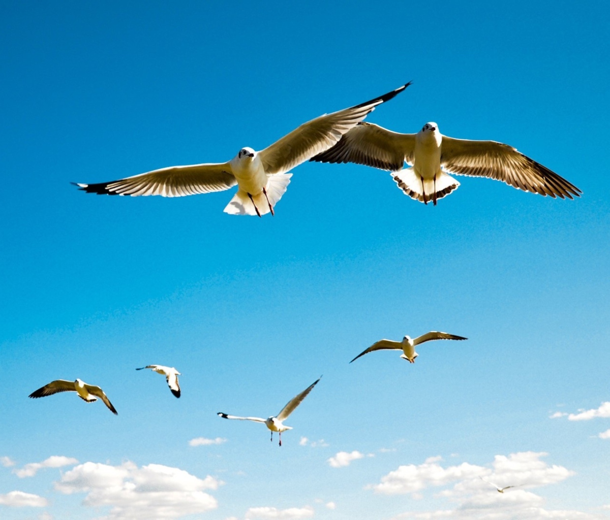 Sfondi Pigeons Flying In Blue Sky 1200x1024