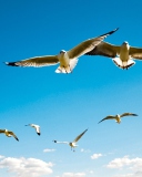 Pigeons Flying In Blue Sky wallpaper 128x160