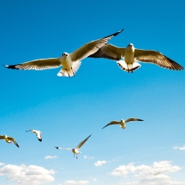 Pigeons Flying In Blue Sky screenshot #1 208x208