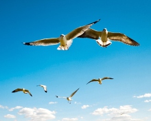 Sfondi Pigeons Flying In Blue Sky 220x176