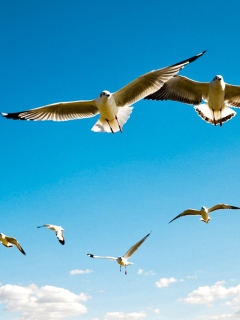Sfondi Pigeons Flying In Blue Sky 240x320