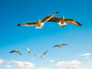 Das Pigeons Flying In Blue Sky Wallpaper 320x240