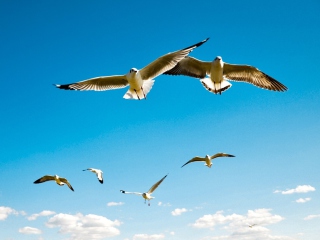 Pigeons Flying In Blue Sky wallpaper 320x240