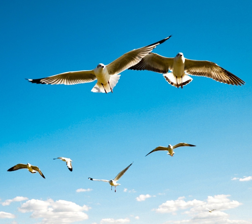 Das Pigeons Flying In Blue Sky Wallpaper 960x854