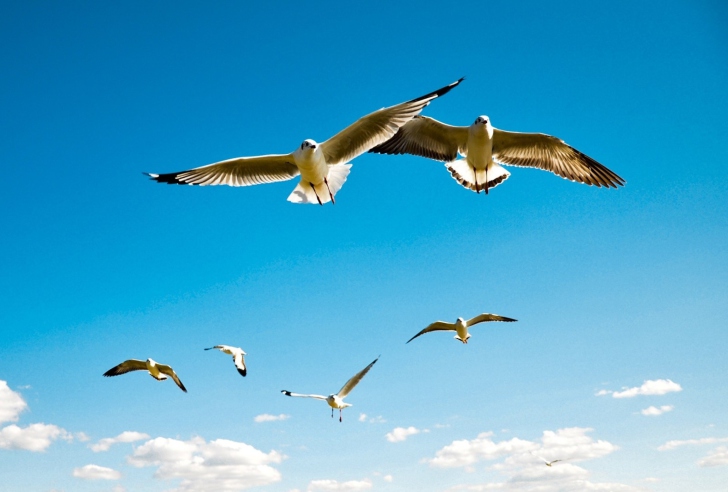 Sfondi Pigeons Flying In Blue Sky