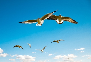 Pigeons Flying In Blue Sky - Obrázkek zdarma 