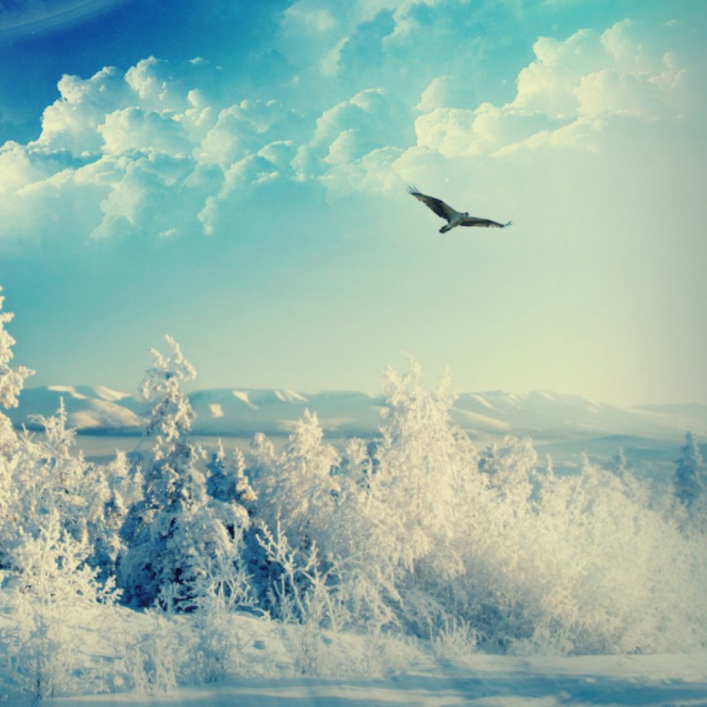 Fondo de pantalla Bird In Sunny Winter Sky 1024x1024