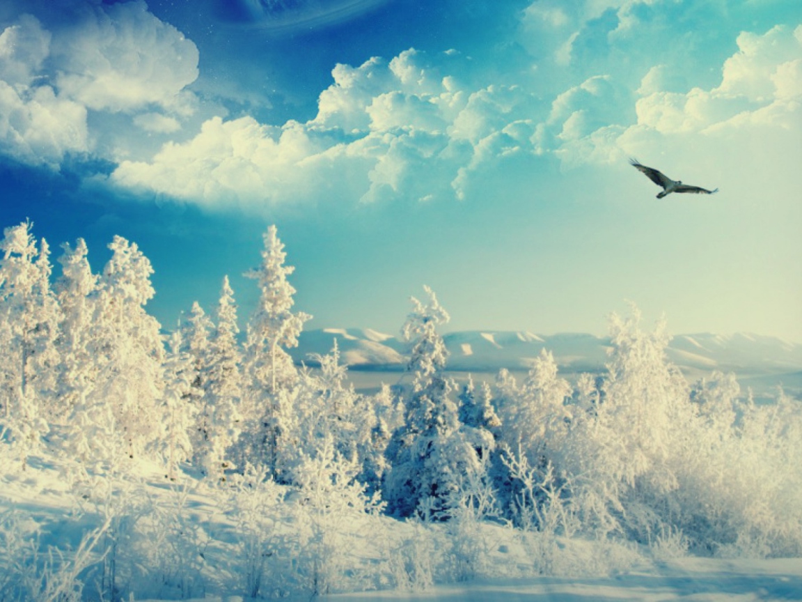 Обои Bird In Sunny Winter Sky 1152x864