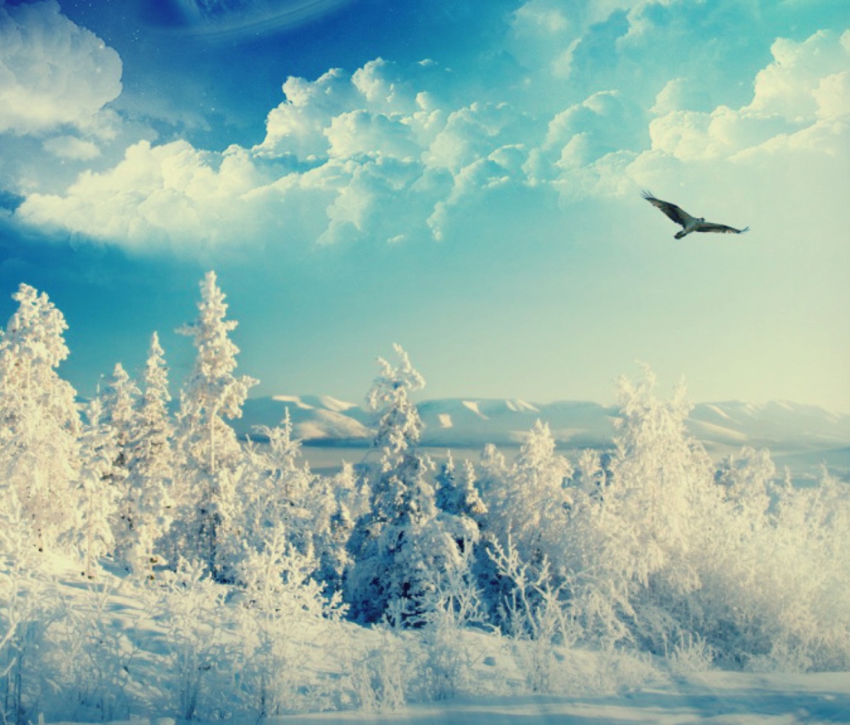 Das Bird In Sunny Winter Sky Wallpaper 1200x1024