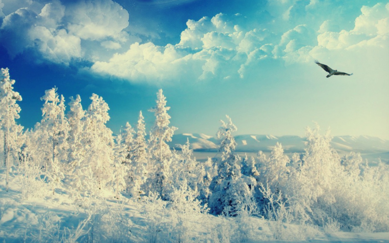 Bird In Sunny Winter Sky screenshot #1 1280x800