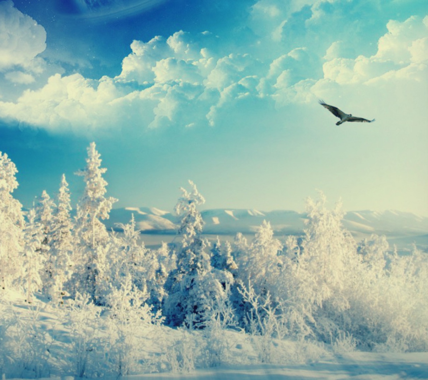 Bird In Sunny Winter Sky wallpaper 1440x1280