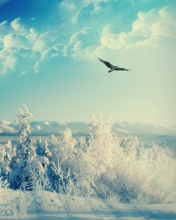 Fondo de pantalla Bird In Sunny Winter Sky 176x220
