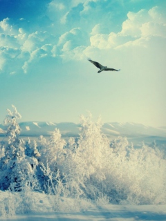 Обои Bird In Sunny Winter Sky 240x320