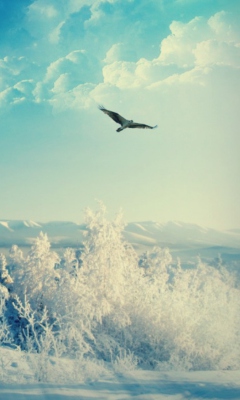 Das Bird In Sunny Winter Sky Wallpaper 240x400