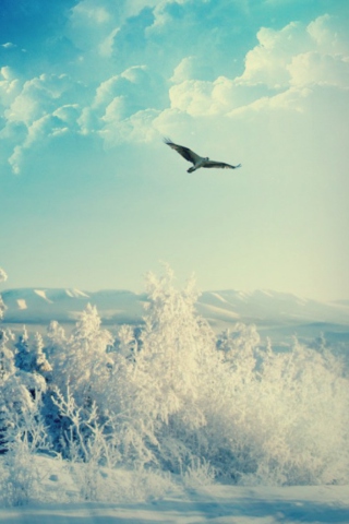 Das Bird In Sunny Winter Sky Wallpaper 320x480