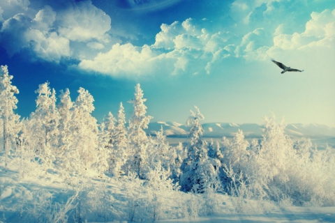 Das Bird In Sunny Winter Sky Wallpaper 480x320