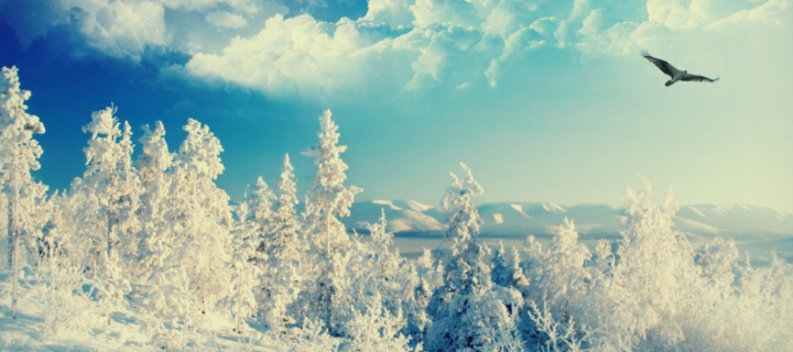 Sfondi Bird In Sunny Winter Sky 720x320